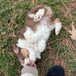 Rune - Red tri male Miniature Australian Shepherd puppy in Shingletown, California from Whiskeytown Aussies