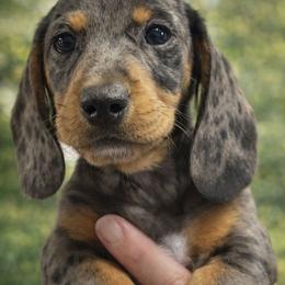 Rudolf - Dapple male Dachshund puppy in Anaconda, Montana from Williams Family Dachshunds