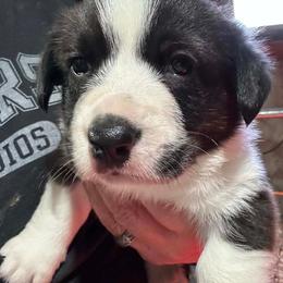 Boy 1 - Brindle and white male Cardigan Welsh Corgi puppy in Buskirk, New York from Hana-K’s Cardigan Welsh Corgis