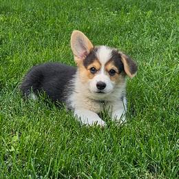 Peppermint - Black and tan female Pembroke Welsh Corgi puppy in Fortine, Montana from North Star Pembroke Welsh Corgi's