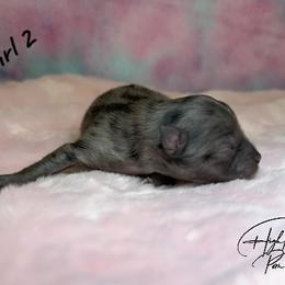 Girl 2 - Blue merle female Pomeranian puppy in Fort Jones, California from High Rocking Pom Poms