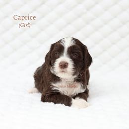 Girl 1 - female Australian Labradoodle puppy in Hurricane, Utah from Red Desert Doodles