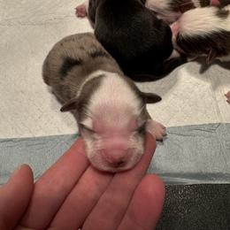 Blitzen - Blue tri male Toy Australian Shepherd puppy in Menan, Idaho from Teton Toy Aussies