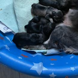 Miniature Schnauzer Puppies from Kathy's Mini Schnazuers
