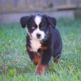 Pit stop - Black tri male Toy Australian Shepherd puppy in Central Islip, New York from Fifth Avenue Australian Shepherds