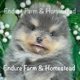 Toffee - Tri-colored male Pomeranian puppy in Plantersville, Texas from Endure Farm Inc