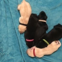 Labrador Retriever Puppies from Hunter’s Moon Labradors