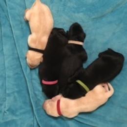 Labrador Retriever Puppies from Hunter’s Moon Labradors