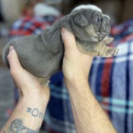 "Two" Bulldog Puppies from Lexie's Bulldogs