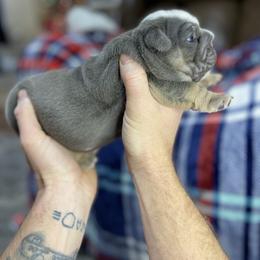 "Two" Bulldog Puppies from Lexie's Bulldogs