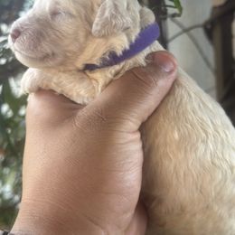 Betty - Cream female Goldendoodle puppy in Los Angeles, California from LA’s Favorite Puppies