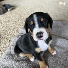 Stan - Black, white and red Greater Swiss Mountain Dog puppy in Northville, Michigan from Great Lakes Swissies