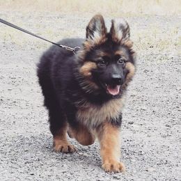 German Shepherd Puppies from Vom Platzhirsch Kennels
