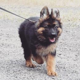 German Shepherd Puppies from Vom Platzhirsch Kennels
