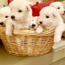 Samoyed Puppies from Falling cedar farm samoyeds