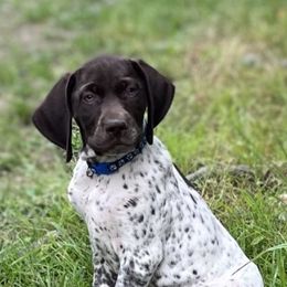 German Shorthaired Pointers from Happy Tails Kennel
