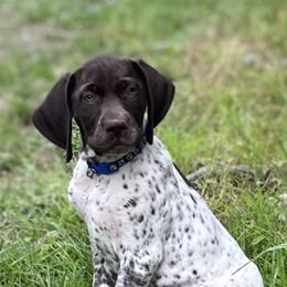 German Shorthaired Pointers from Happy Tails Kennel