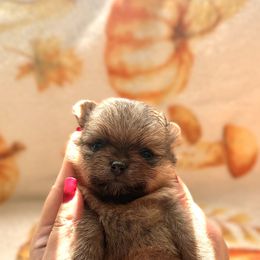 Bear - Orange male Pomeranian puppy in Sacramento, California from Manila