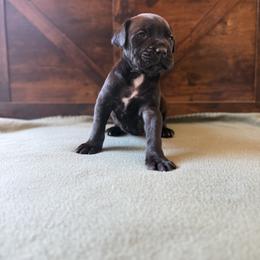 Cane Corso Puppies from Cowan Farms