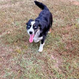 Piper - Miniature Australian Shepherd