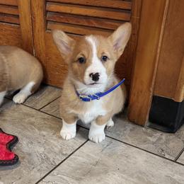 Blue collar - Red male Pembroke Welsh Corgi puppy in Lewisberry, Pennsylvania from Salted Rim Corgis