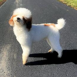 Georgie - Poodle
