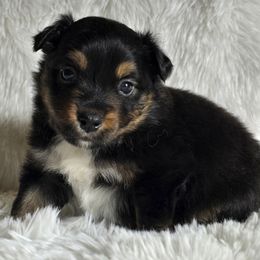 MM.BTM1 - Black tri male Miniature Australian Shepherd puppy in Deer Lodge, Tennessee from KSH Aussie Haven