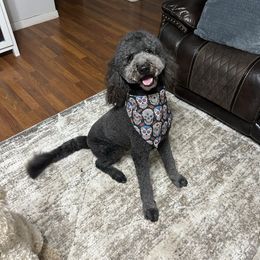 Samson - Black male Double Doodle puppy in Grand Bay, Alabama from Curtis Doodles