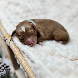 Joy - Red female Double Doodle puppy in Orange, Texas from Walk with Me Doodles