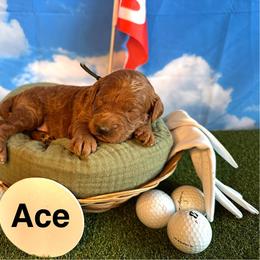 Ace - Red  male Goldendoodle puppy in Chelan, Washington from North Cascades Doodles