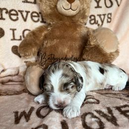 Cavapoo, Cockapoo, and French Bulldog Puppies from Batdogsndoodles