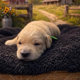 Boy 2 Chandler - Golden male Golden Retriever puppy in Angier, North Carolina from Howard's Retrievers