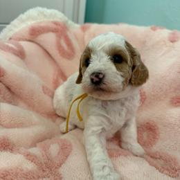 Pumpkin spice - Cream female Goldendoodle puppy in Port Saint Lucie, Florida from Coastal Crown Doodles