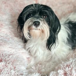 Cookie - Havanese