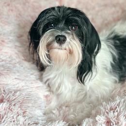 Cookie - Havanese