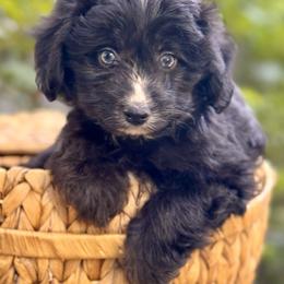 Scout - Black and white female Aussiedoodle puppy in Vacaville, California from Starlight Goldendoodles