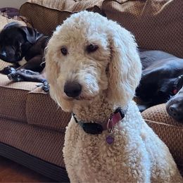 Ocean - Goldendoodle