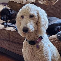 Ocean - Goldendoodle