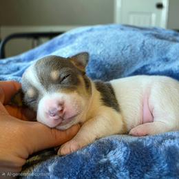 Quinn - White and blue female Teddy Roosevelt Terrier puppy in Claremore, Oklahoma from Travelin' Man Terriers