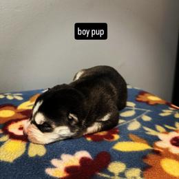 Boy 1 - Black and white male Siberian Husky puppy in Paola, Kansas from East Inn Huskies