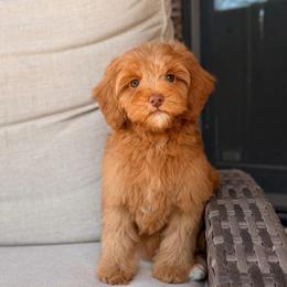 Winston - Caramel red male Australian Labradoodle puppy in Nashville, Tennessee from SF Australian Labradoodles
