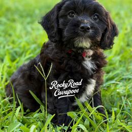 Stymie - Black male Cavapoo puppy in Nashville, Arkansas from Rocky Road Puppies
