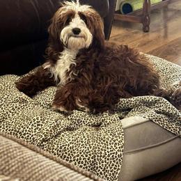 Parker - Bernedoodle