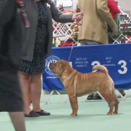 Chinese Shar-Pei from Camp Wrinkles Chinese Shar-Pei