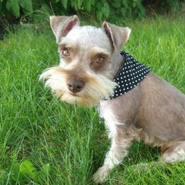 Buttercup - Miniature Schnauzer
