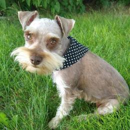 Buttercup - Miniature Schnauzer