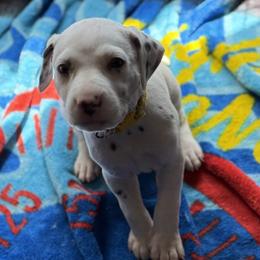Puddles - White and liver brown male Dalmatian puppy in Hastings, Florida from Love My Spotty Dalmatians