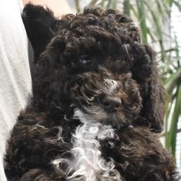 Poodles from Archie's Angels