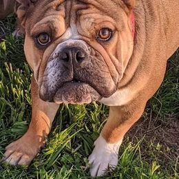 Bulldogs from BDK Bulldogs