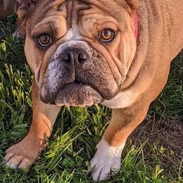 Bulldogs from BDK Bulldogs